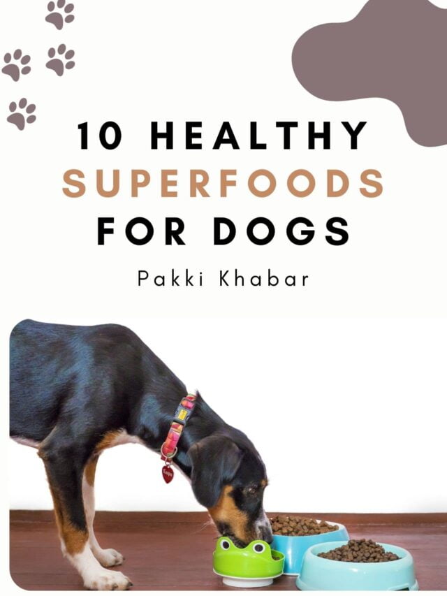 10 Healthy Superfoods For Dogs